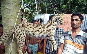 জামালপুরে মেছো বাঘ পিটিয়ে হত্যা