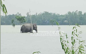 সেই হাতি উদ্ধারে আসছে ভারতীয় প্রতিনিধি দল