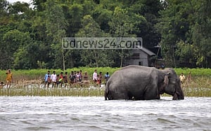 হাতি নাগালে আনার চেষ্টায় ১৭ জন