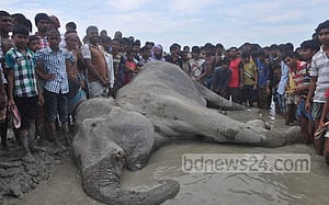 হাতির এমন মৃত্যু মানতে পারছে না কয়রাবাসী