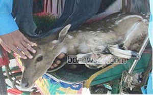 মনপুরার লোকালয়ে মায়া হরিণ