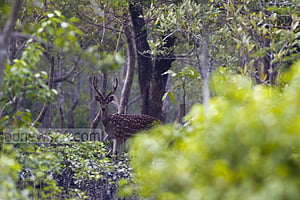 সুন্দরের বন