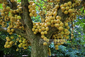 নরসিংদীর লটকন