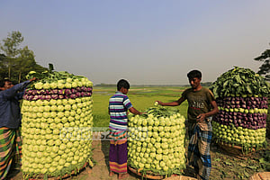 শীতের শালগম