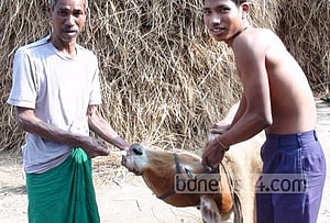আদিতমারীতে খুরা রোগের প্রাদুর্ভাব