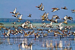 পাখির রাজ্য টাঙ্গুয়ার হাওর