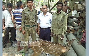 চরফ্যাশনে গুলিবিদ্ধ হরিণ শাবক উদ্ধার