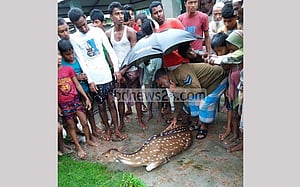 ঝড়ে ভেসে লোকালয়ে হরিণ