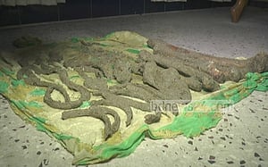আসামির দেওয়া তথ্যে এক বছর পর মিলল কঙ্কাল