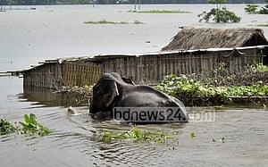 হাতিটি ৭ দিনেও ফিরতে পারেনি