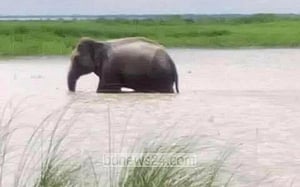 হাতিটির মর্জির অপেক্ষায় বনবিভাগ