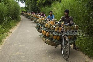 মধুপুরে আনারসে