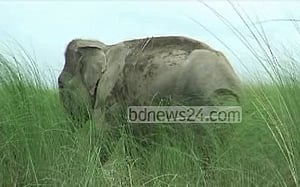 বঙ্গবাহাদুরের শেষ ঠিকানা কয়রা