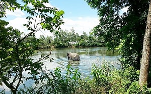 হাতিটি উদ্ধারের আশা