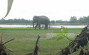হাতি উদ্ধারে বিপত্তি কাটছে না