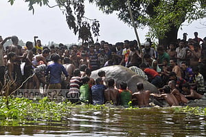 অবশেষে হাতিটির নাগাল
