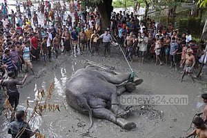 ধরা হলেও সরানো যাচ্ছে না হাতিটিকে