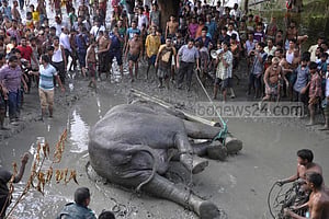 ধরা হল সেই হাতি