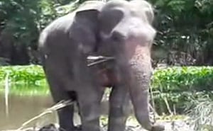 হুঁশ ফিরেছে হাতিটির, অপেক্ষা বশ মানানোর