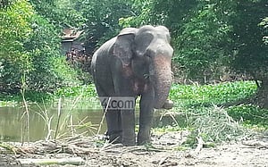 হাতির পাশে ভিড় ঠেকাতে বহিরাগতদের যাওয়ায় নিষেধাজ্ঞা