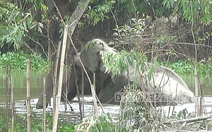 রশি ছিঁড়ে ডোবার জলে ‘বঙ্গবাহাদুর’