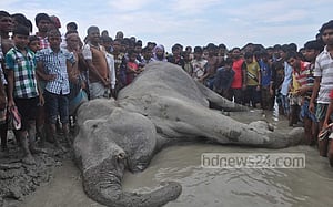 মারা গেল ‘বঙ্গবাহাদুর’