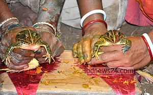 বৃষ্টির আশায় ব‌্যাঙের বিয়ে