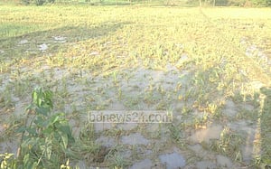 ঝিনাইগাতীতে ফের বন্যহাতির আক্রমণ: নিহত ১