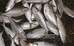 কুষ্টিয়ায় ইলিশ ধরায় ১২ জেলের কারাদণ্ড