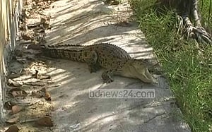 খোঁচাতে গিয়ে কুমিরের কবলে
