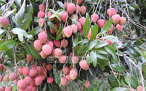 মাগুরায় ‘২০ কোটি’ টাকার লিচু বিক্রির আশা