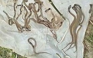 নওগাঁয় বাড়ির ভেতর ১৮ গোখরা সাপ