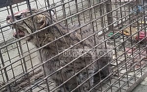 হবিগঞ্জে মেছো বাঘ উদ্ধার