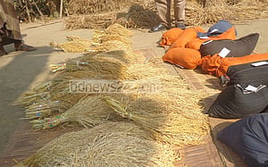 শেরপুরের কৃষকের নতুন জাতের ধান উদ্ভাবন