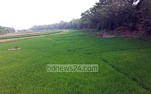 চাষাবাদ হচ্ছে শুষ্ক ভুবনেশ্বরে