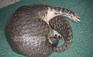 সবজিক্ষেতের জালে আটকা পড়ল বনরুই