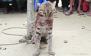 ফরিদপুরে মেছোবাঘ আটক