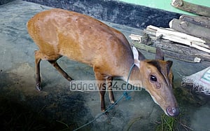 শ্রীমঙ্গলে লোকালয় থেকে মায়া হরিণ উদ্ধার