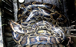 মধুখালীতে কৃষকের বাড়িতে অজগর