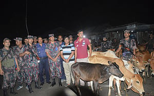 লালমনিরহাটে ৫৯টি ভারতীয় গরু উদ্ধার