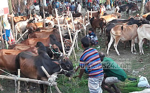 দেশি গরু, নীলফামারীর ক্রেতা-বিক্রেতা সবাই খুশি