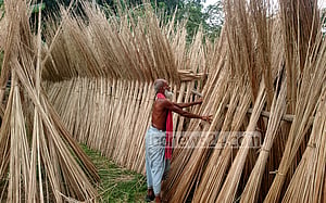 পাটের লোকসান পাটকাঠিতে পোষানোর চেষ্টা