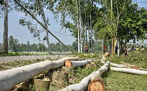 সড়কের গাছ কাটায় মামলা, আসামি সাবেক ইউপি সদস্য