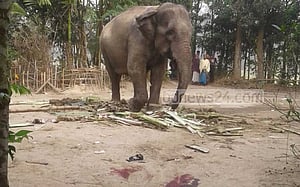 মৌলভীবাজারে হাতির আক্রমণে যুবকের মৃত্যু