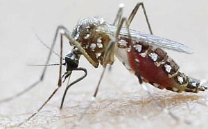 ফরিদপুরে ডেঙ্গুতে আক্রান্ত শিশুর মৃত্যু