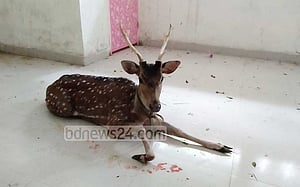 পার্কের হারিয়ে যাওয়া হরিণ উদ্ধার ফকিরহাটে