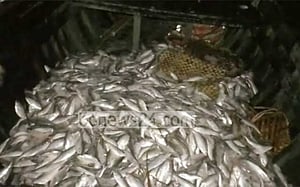 ভোলায় লঞ্চ থেকে জাটকা আটক