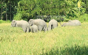বান্দরবানে বুনো হাতির আক্রমণে বৃদ্ধ নিহত