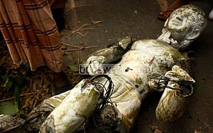 ঝালকাঠিতে স্মৃতিস্তম্ভ থেকে ভেঙে ফেলা হলো বঙ্গবন্ধুর ভাস্কর্য