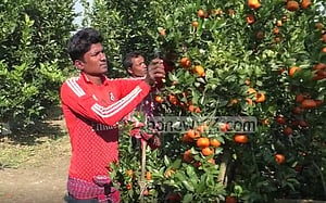 ঝিনাইদহের সমভূমিতে পাহাড়ি কমলার চাষ